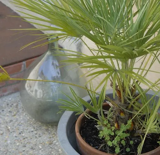 Pensión La Maison Vieille & Carcasona